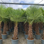 Palma konopná (Trachycarpus fortunei) - výška 180-200 cm, výška kmeňa 60/80 cm, kont. C45L